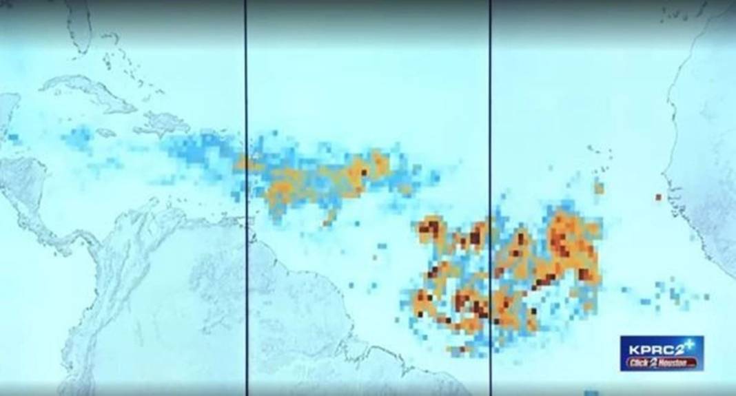 Her tarafı kaplayıp istila edecek! Çürük yumurta gibi kokuyor, kimse yanına yaklaşamıyor 6